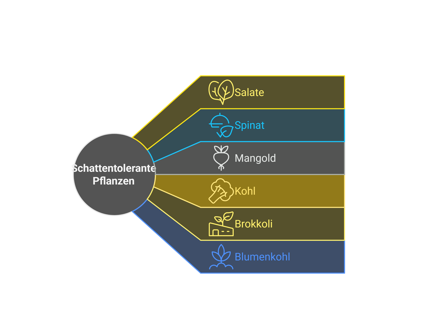 Grafik zu Schattenverträgliche Pflanzen: Salat, Spinat, Mangold, Kohl, Brokkoli, Blumenkohl