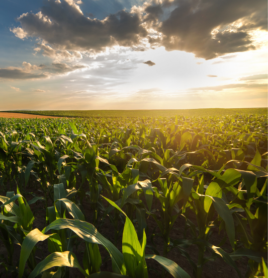 Resiliente Landwirtschaft: Wie Agri-PV gegen Wetterextreme hilft