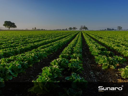 Wie beeinflusst Agri-PV die Ernte? Auswirkungen von Agri-PV auf die Ernte