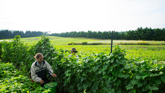 Zwei Landwirte ernten Gemüse auf einem nachhaltigen landwirtschaftlichen Feld, umgeben von grüner Natur und blühenden Pflanzen.