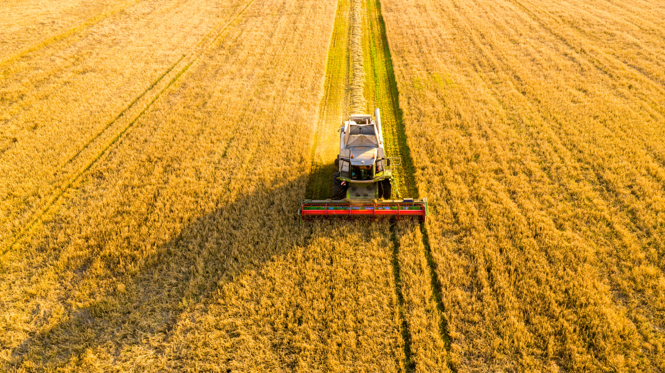 Mähdrescher erntet Getreide auf einem weitläufigen goldenen Feld bei Sonnenuntergang.